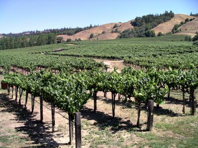 Anderson Valley Vineyard