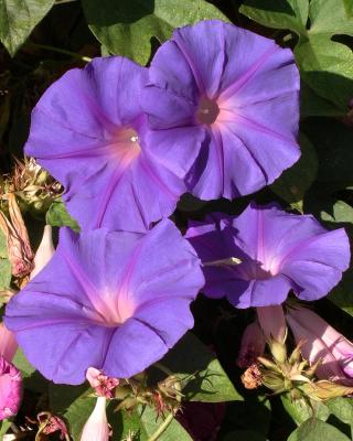 g3/24/609524/3/52665569.Flowersrsz.jpg