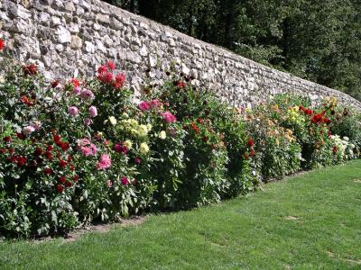 g3/24/609524/3/52677437.flwrwallrsz.jpg