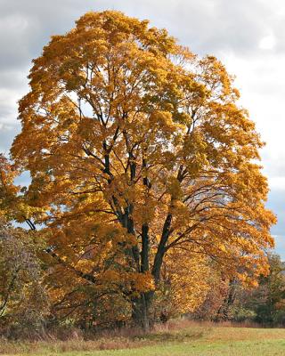 Autumn Splendor