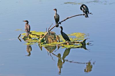 g3/24/609524/3/56549973.20060118FLcormorants4x6rsz.jpg