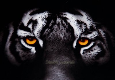 The Tiger  Eye ...