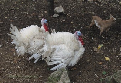 Turkeys ...