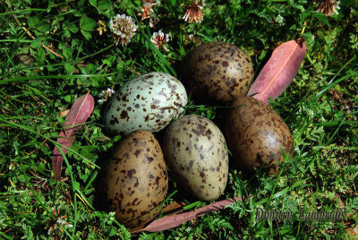 Seagull   eggs ...