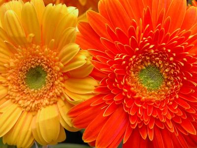 GERBERA  - 1 ...