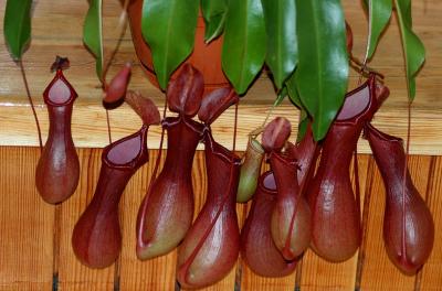 NEPENTHES    HYBRID  ...