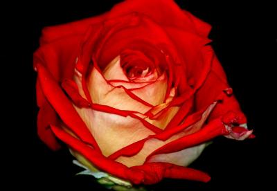 ROSA    '' NICOLE '' ...