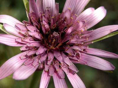 WILD FLOWER ...