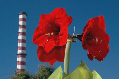 AMARYLLIS  OR  HIPPEASTRUM  ...