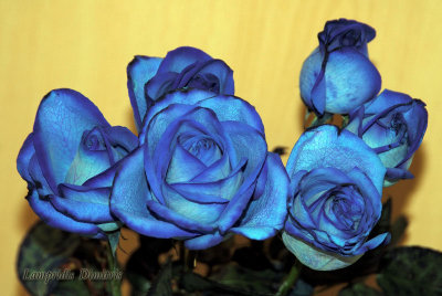 BLUE  ROSES  ...