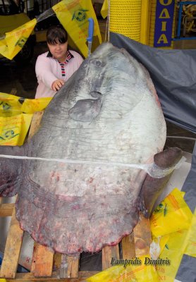 150  kg  ! ! !  MOON  FISH  ...