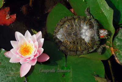 WATER  LILIES - WATER  TURTLE ...