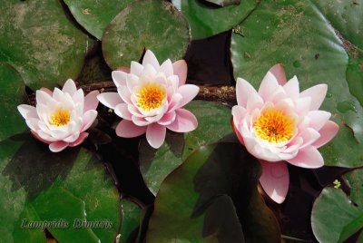 WATER  LILIES  ...