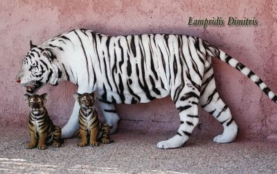 THE  TIGER  ...