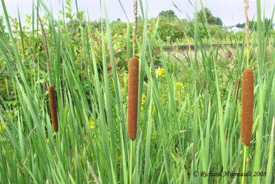 Quenouille  feuilles troites - Narrow-leaved cat-tail - Typha angustifolia 1m8