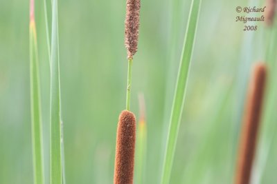 Quenouille  feuilles troites - Narrow-leaved cat-tail - Typha angustifolia 2m8