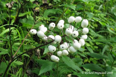 Acte blanche - White banebery - Actaea alba 4m9