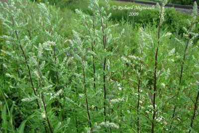 Armoise vulgaire - Mugwort - Artemisia vulgaris 1m9