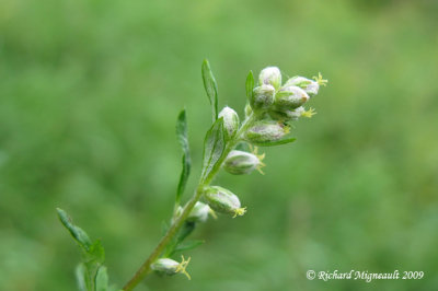 Armoise vulgaire - Mugwort - Artemisia vulgaris 4m9