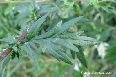 Armoise vulgaire - Mugwort - Artemisia vulgaris 6m9