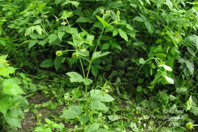 Benote  feuilles dcoupes - Cut-leaved avens - Geum laciniatum 1m9