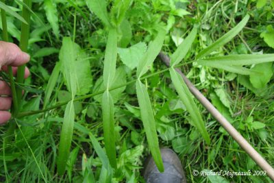 Berle douce - Water-parsnip - Sium suave 5m9