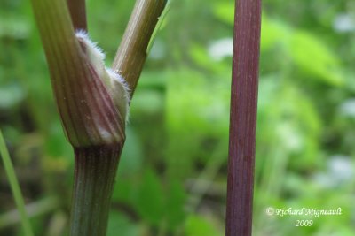 Osmorhize  long style - Long-styled sweet cicely - Osmorhiza longistylis 6m9