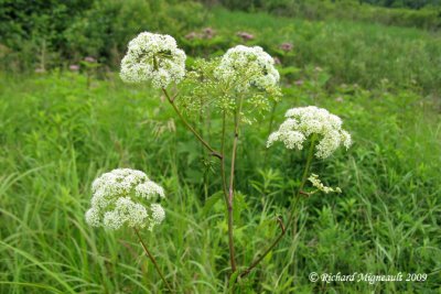 Cicutaire macule - Water hemlock - Cicuta maculata 2m9