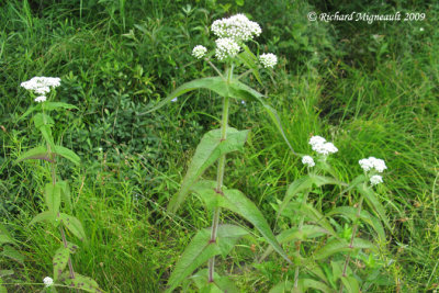 Eupatoire perfolie - Thoroughwort - Euputorium perfoliatum 1m9