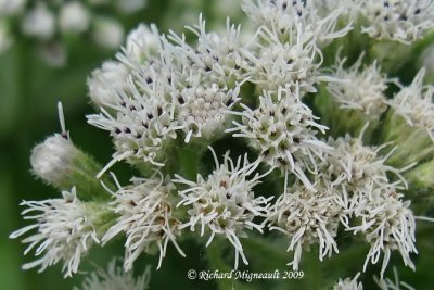 Eupatoire perfolie - Thoroughwort - Euputorium perfoliatum 3m9