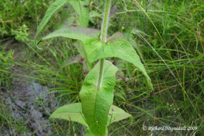 Eupatoire perfolie - Thoroughwort - Euputorium perfoliatum 5m9