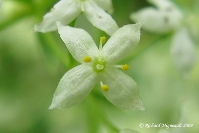 Gaillet mollugine - White bedstraw - Galium mollugo 5m9