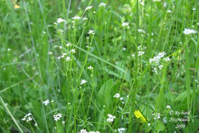 Gaillet palustre - Marsh bedstraw - Galium palustre 1m9