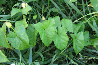Grand liseron - Hedge Bindweed - Calystegia sepium 1m9