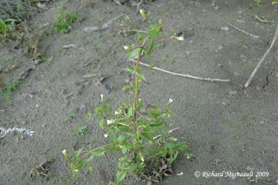 Gratiole nglige - Clammy hedge-hyssop - Gratiola neglecta 1m9
