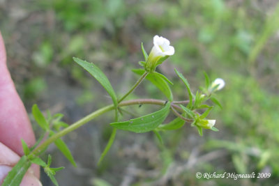 Gratiole nglige - Clammy hedge-hyssop - Gratiola neglecta 2m9