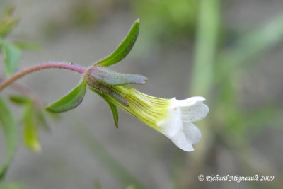 Gratiole nglige - Clammy hedge-hyssop - Gratiola neglecta 3m9