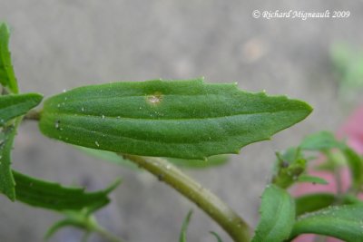 Gratiole nglige - Clammy hedge-hyssop - Gratiola neglecta 5m9