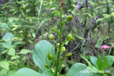 Herbe  canards - Buckbean - Menyanthes trifoliata 2m9