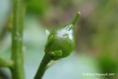 Herbe  canards - Buckbean - Menyanthes trifoliata 3m9