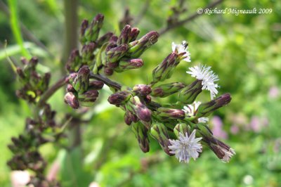 Laitue bisannuelle - Tall blue lettuce - Lactuca biennis 3m9