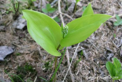 Maanthme du canada - Wild Lily-of-the-Valley - Maianthemum canadense 1m9