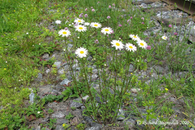Marguerite blanche - Ox-eye daisy - Leucanthemum vulgare 1m9