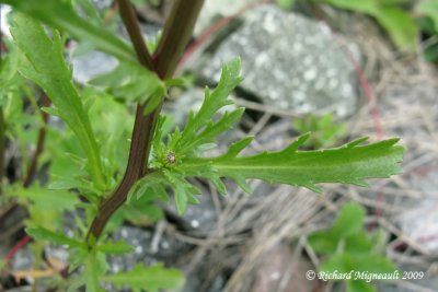 Marguerite blanche - Ox-eye daisy - Leucanthemum vulgare 4m9