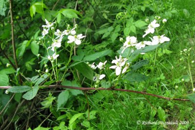 Mrier - Allegheny blackberry - Rubus allegheniensis 1m9