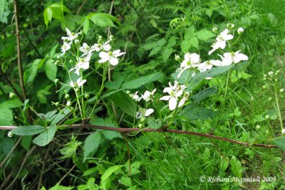 Mûrier - Allegheny blackberry - Rubus allegheniensis 1m9