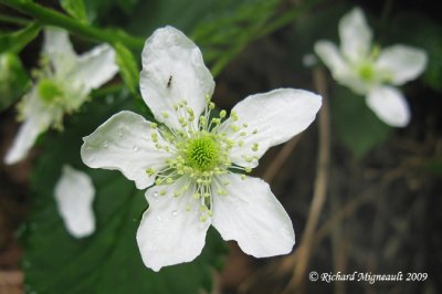 Mrier - Allegheny blackberry - Rubus allegheniensis 3m9