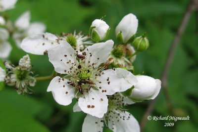 Mrier - Allegheny blackberry - Rubus allegheniensis 4m9