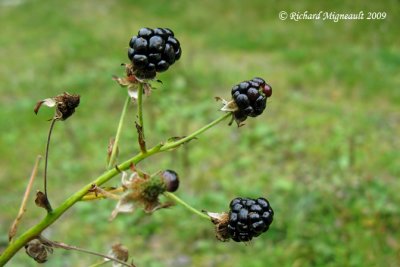 Mrier - Allegheny blackberry - Rubus allegheniensis 5m9