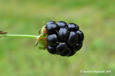 Mrier - Allegheny blackberry - Rubus allegheniensis 6m9